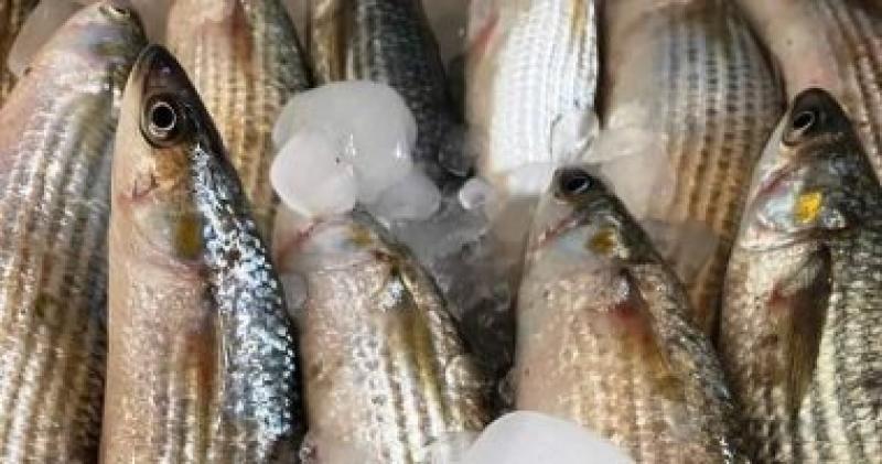 أسعار الأسماك فى الأسواق اليوم الأربعاء.. البلطى يبدأ من 39 جنيها للكيلو