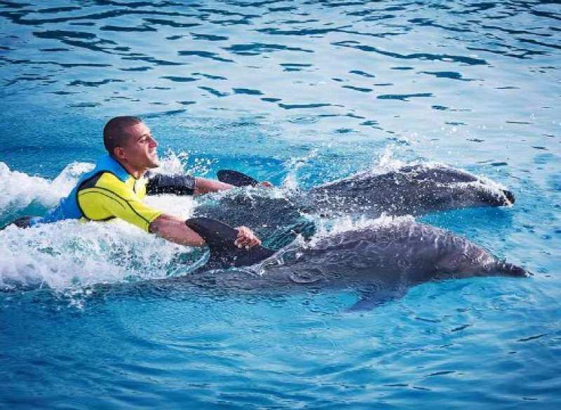 أمور لا تصدق عندما تتعاون الدلافين والبشر