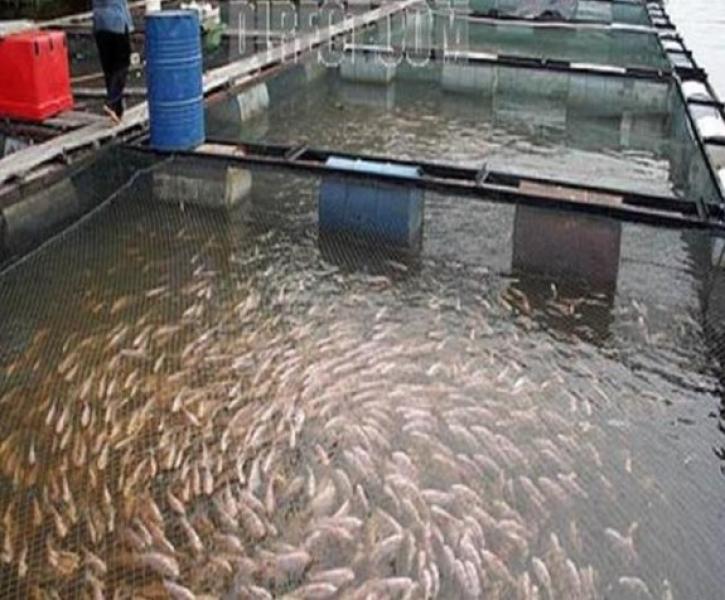 إنتاج مصر من الأسماك 2 مليون طن سنويا.. اعرف التفاصيل