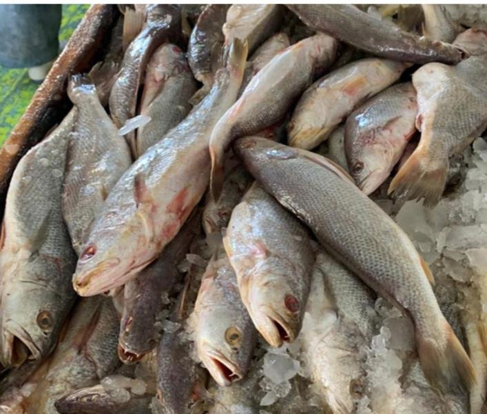 أسعار الأسماك في سوق العبور اليوم الثلاثاء 14 نوفمبر