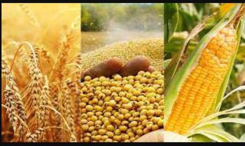 محاصيل الذرة، وفول الصويا، وعباد الشمس