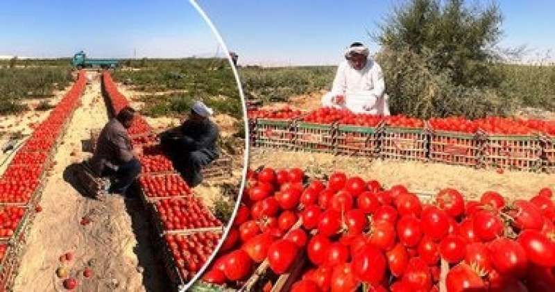شعبة الخضراوات: الطماطم من 3.75 لـ 6.5 جنيهات والبطاطس 4 إلى 6 جنيهات