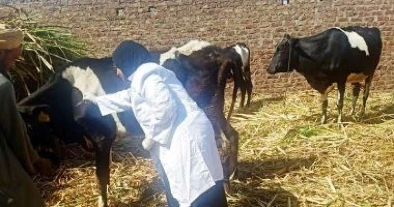 ‫الزراعة: تحصين 7254 رأس ماشية ضد الجلد العقدى وجدرى الضأن