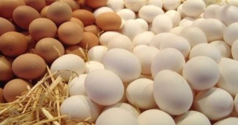 أسعار البيض فى الأسواق اليوم تسجل 96 جنيها للكرتونة