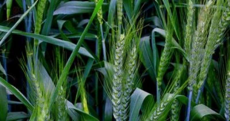 الزراعة تحذر المزارعين من رى محصول القمح اليوم.. اعرف التفاصيل