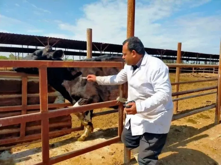 محافظ سوهاج: انطلاق الحملة القومية الثالثة لتحصين الثروة الحيوانية ضد الحمى القلاعية... محافظ سوهاج: انطلاق الحملة القومية الثالثة لتحصين الثروة الحيوانية ضد الحمى القلاعية وحمى الوادي المتصدع