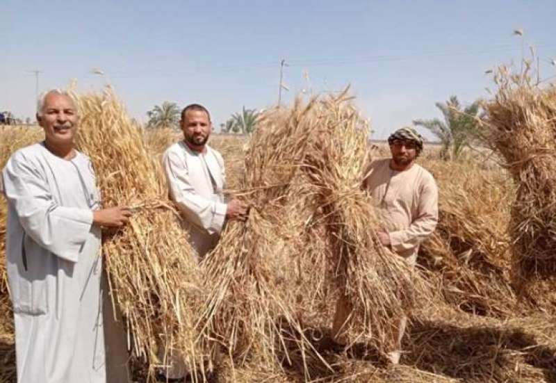 مزارعو المنيا يرحبون بزيادة سعر توريد القمح