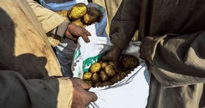 الزراعة: معامل مشروع مكافحة العفن البنى فى البطاطس تواصل فحص العينات