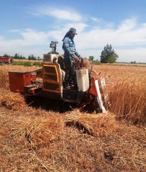 رئيس مدينة أشمون بالمنوفية يُتابع بدء أعمال توريد القمح بمركز أشمون