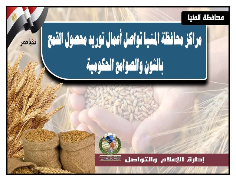 توريد 30 ألف طن من محصول القمح بالشون والصوامع الحكومية بمراكز المنيا
