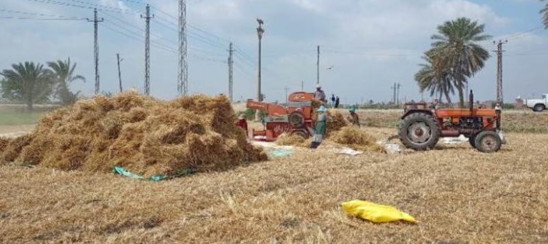 الزراعة:المركزية للارشاد تتابع حصاد القمح وتستعد للمحاصيل الصيفية