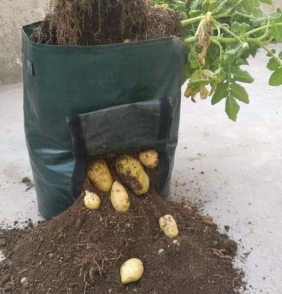 أزرع البطاطس في بيتك بدون أرض زراعية او مواد كيماوية