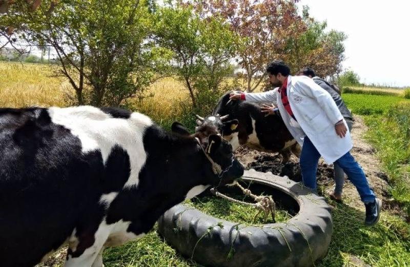 بيطرى البحيرة: علاج 175 رأس ماشية في مركز الرحمانية