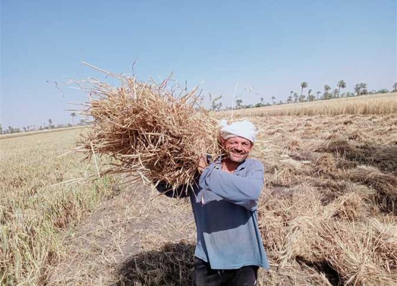”الزراعة” تنفذ يوم حصاد لمحصول القمح بمحافظة القليوبية