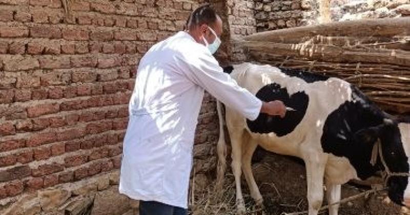بيطري الشرقية : رش ٣٥٠ رأس ماشية  بقافلة طبية بقرية موسى عمران