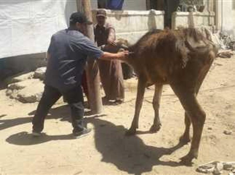 بيطري البحيرة: علاج 500 رأس ماشية في مركز شبراخيت