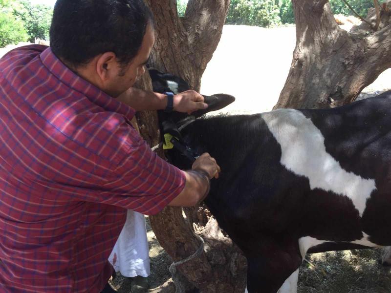 محافظ المنيا : تحصين 75 ألف رأس ماشية خلال الحملة القومية لتحصين الثروة الحيوانية ضد الحمى القلاعية وحمى الوادى المتصدع حتى الآن
