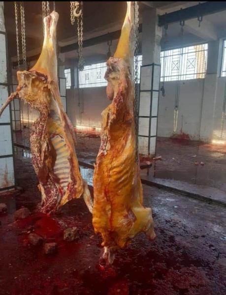 إعدام رأس ماشية تزن ٤٠٠ كيلو مصابة بالصفراء قبل تداولها بالأسواق فى ملوى