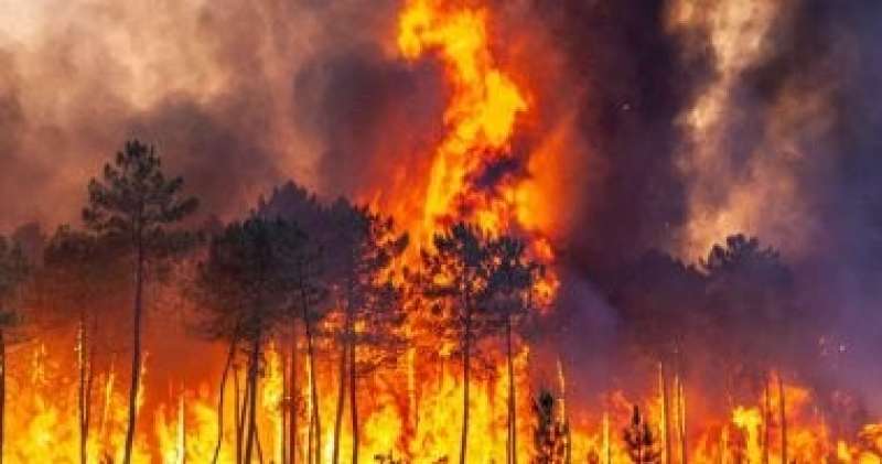 اليونان تتعهد بإعادة تشجير المناطق المحترقة من الغابات