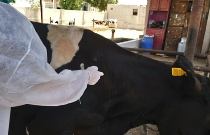 بيطرى البحيرة:علاج 1800 رأس ماشية في مركز الدلنجات
