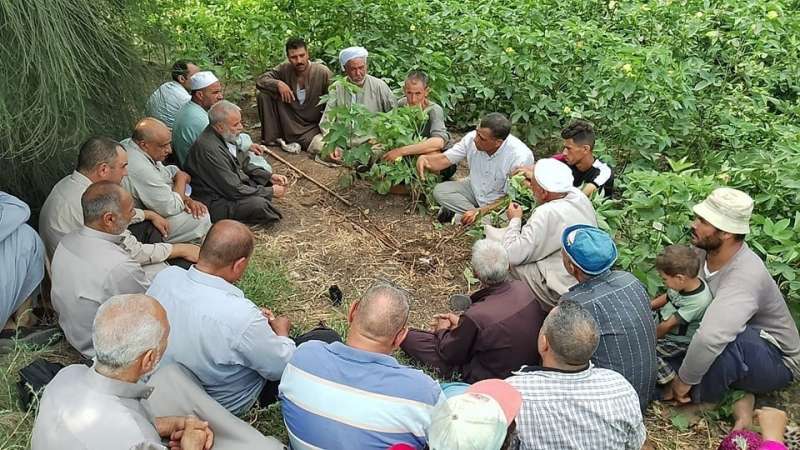 زراعة كفر الشيخ: إقامة ندوات عن الجني المحسن للقطن | صور