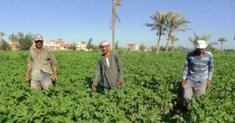 ”زراعة كفر الشيخ”: نزرع ثلث مساحة القطن على مستوى الجمهورية