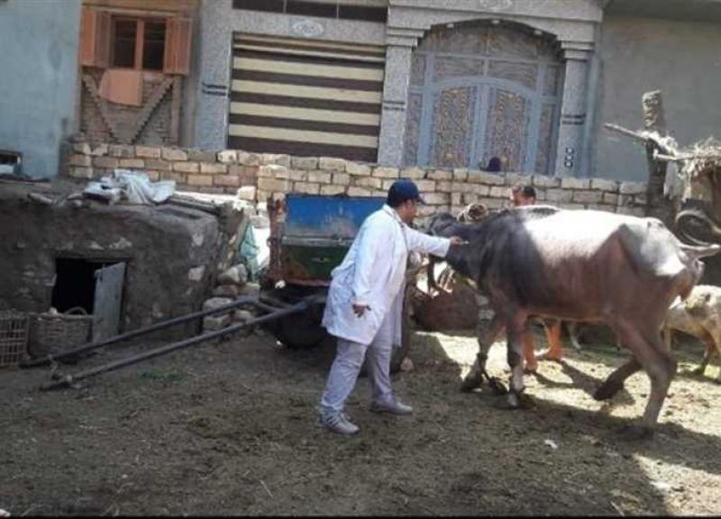 علاج وتجريع ١٦٠٠ رأس ماشية في المنيا
