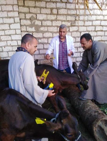 محافظ المنيا : تحصين 268 ألف رأس ماشية ضد الحمى القلاعية وحمى الوادي المتصدع