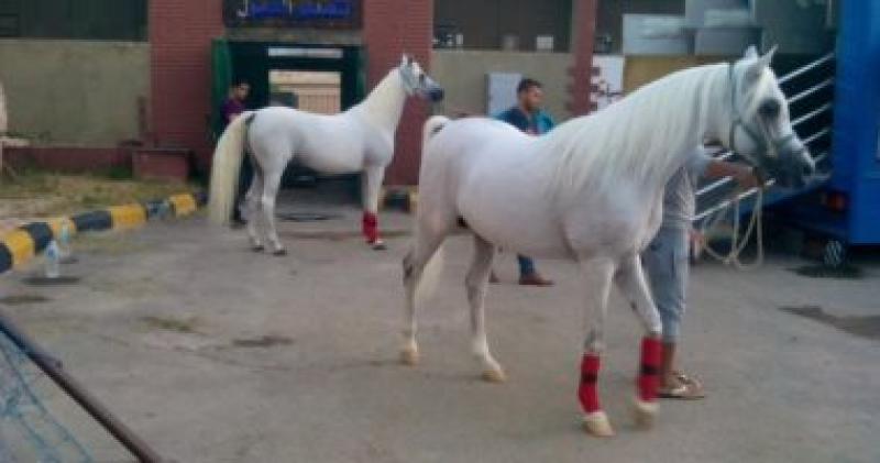 انطلاق مهرجان الشرقية للخيول العربية فى دورته الـ27