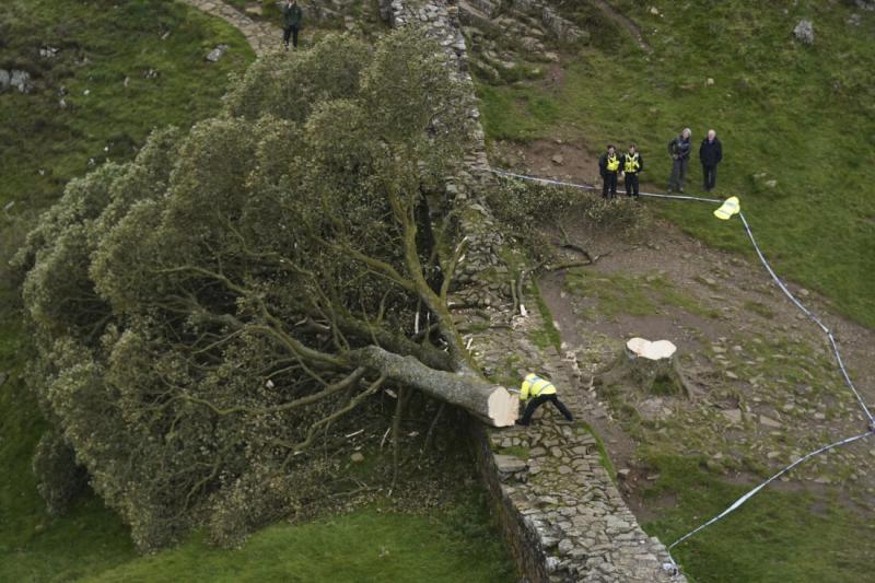 توقيف رجل ستينيّ في قضية قطع الشجرة المعمّرة في بريطانيا