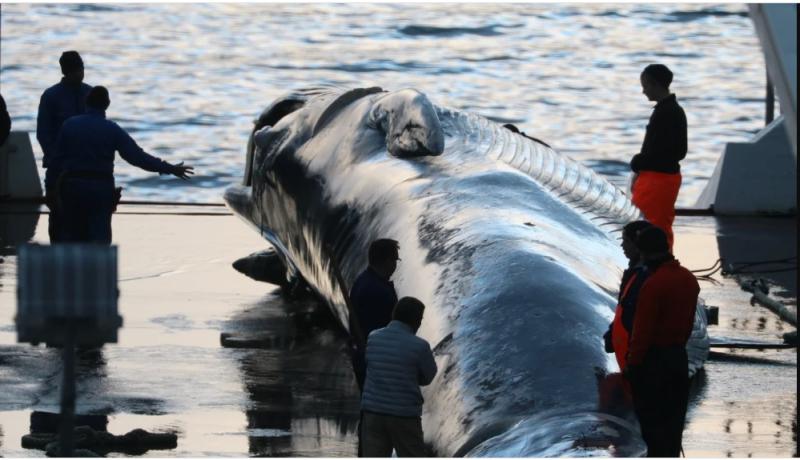 انتهاء موسم صيد الحيتان في أيسلندا مع اصطياد 24 حوتاً