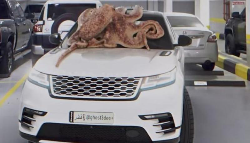 أخطبوط عملاق يحطم سيارة في قطر.. ما القصة؟