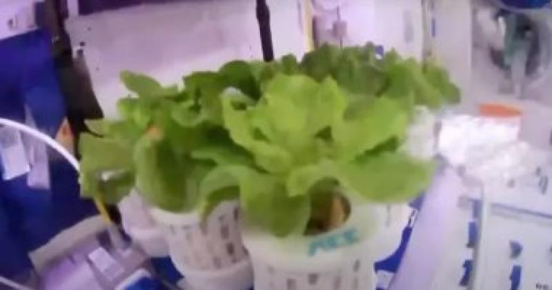 رواد فضاء صينيون يقومون بزراعة الخضراوات في الفضاء
