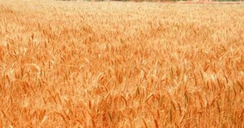 التموين تطلق موسم توريد القمح مستهدفة شراء 3.5 مليون طن