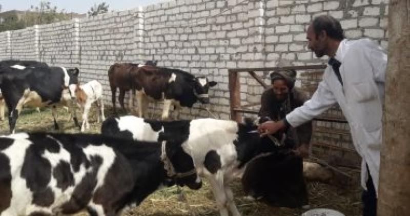 الحملة القومية لتحصين الماشية ضد الحمى القلاعية