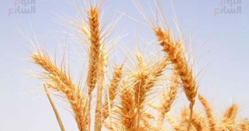 تعرف على تفاصيل عمليات رى القمح للحصول على محصول مرتفع الإنتاجية