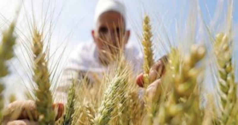 بحوث الصحراء ينظم قوافل إرشادية لمزارعى المحاصيل الاستراتيجية في الشيخ زويد