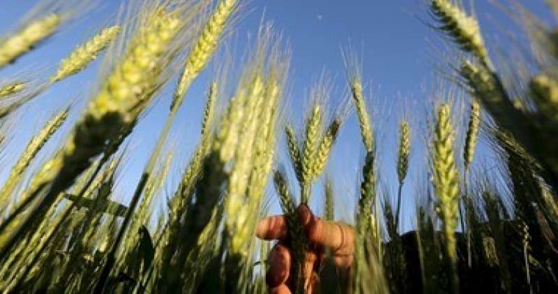 زراعة بورسعيد: وصول المساحات المنزرعة بالقمح إلى 5150 فدانا