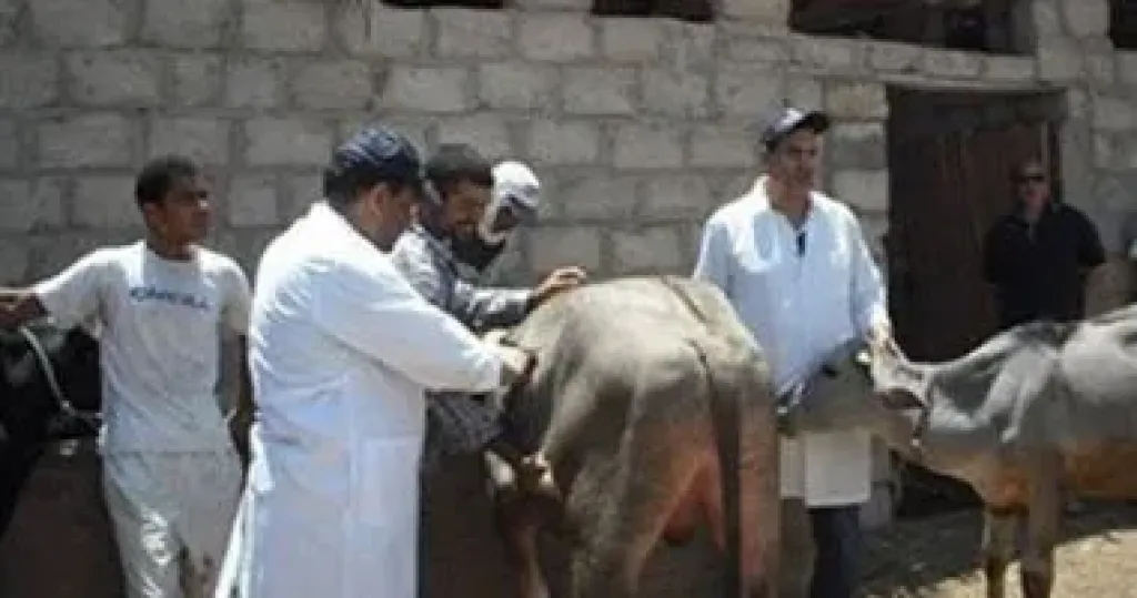 البحيرة: علاج 200 رأس ماشية في مركز الرحمانية