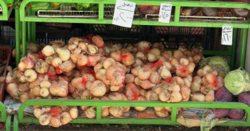 شعبة الخضروات: انخفاض أسعار البصل الأبيض 50% للمستهلكين ليباع بـ20 جنيها