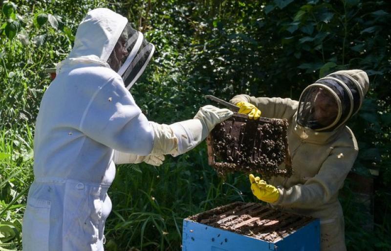 الاستفادة من الأخشاب الناتجة عن عمليات القطع غير القانونية في إنقاذ النحل بكولومبيا | صور