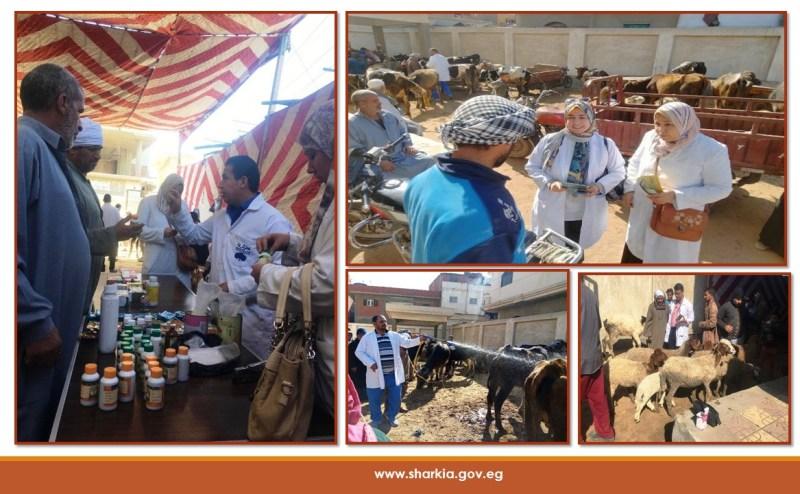 بيطري الشرقية: تنظيم قافلة طبية بيطرية مجانية بمدينة منشأة أبو عمر