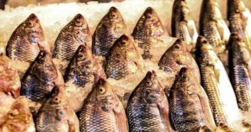 تعرف على أسعار الأسماك فى مصر اليوم الأربعاء بسوق الجملة