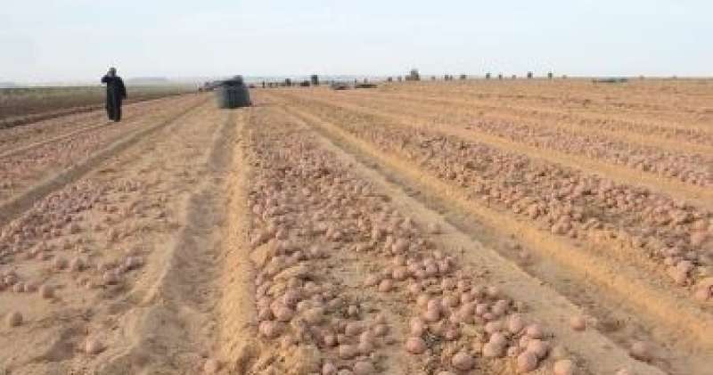 ‫ الزراعة تعلن فتح الأسواق البرازيلية أمام البطاطس المصرية