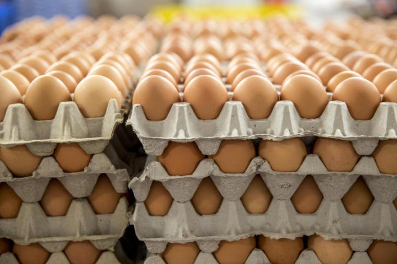 إستقرار أسعار البيض بالاسواق