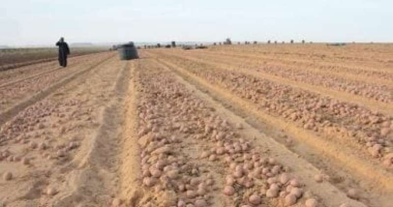 وزارة الزراعة: نظام رقمى للتأكد من خلو البطاطس المصدرة من العفن البنى