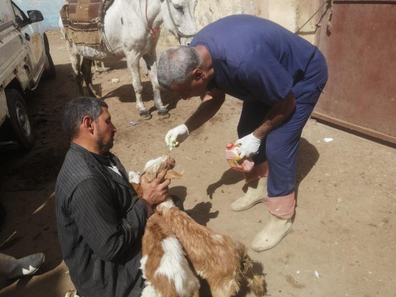 بيطرى الشرقية:قافلةعلاجية مجانية بقرية شلشلمون بمنيا القمح