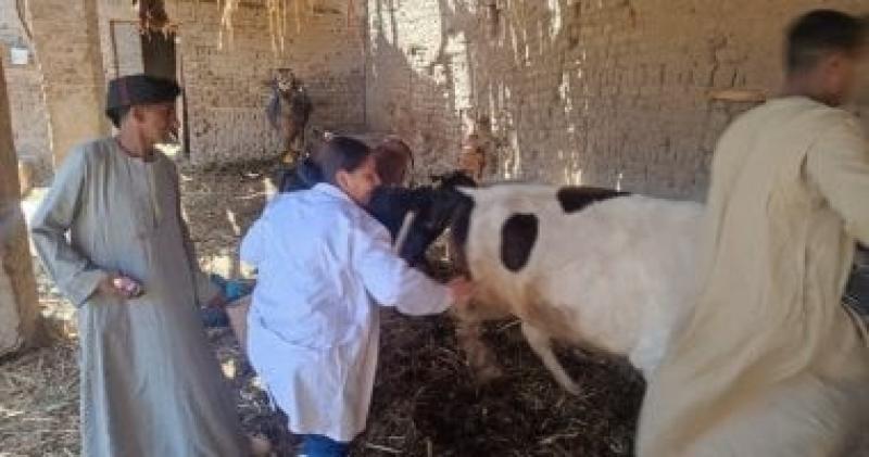 تحصين 65702 رأس ماشية ضد مرضي الحمى القلاعية و حمى الوادى بالبحيرة