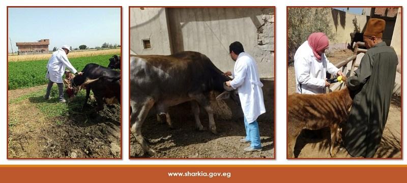 بيطري الشرقية:تحصين 189 ألف رأس ماشية ضد مرضى الحمى