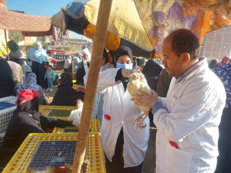 بيطري الشرقية تحصين ١٩5 ألف و طائر ضد مرض أنفلونزا الطيور